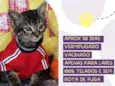 Gato raça Srd idade Abaixo de 2 meses nome Tico