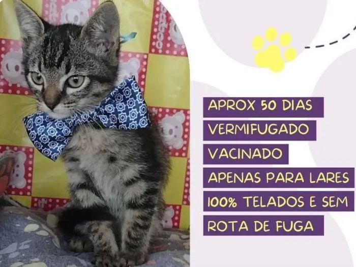 Gato raça Srd idade Abaixo de 2 meses nome Teco