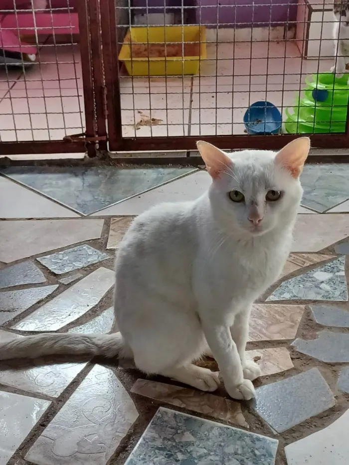Gato raça SRD idade 1 ano nome SNOW