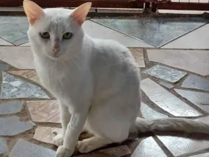 Gato raça SRD idade 1 ano nome SNOW