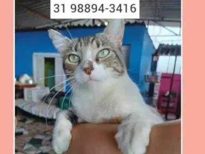Gato raça SRD idade 1 ano nome PRÍNCIPE