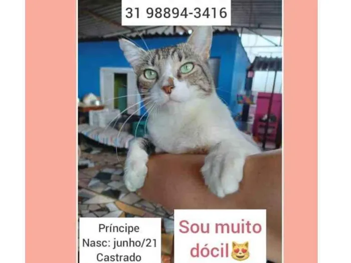 Gato raça SRD idade 1 ano nome PRÍNCIPE