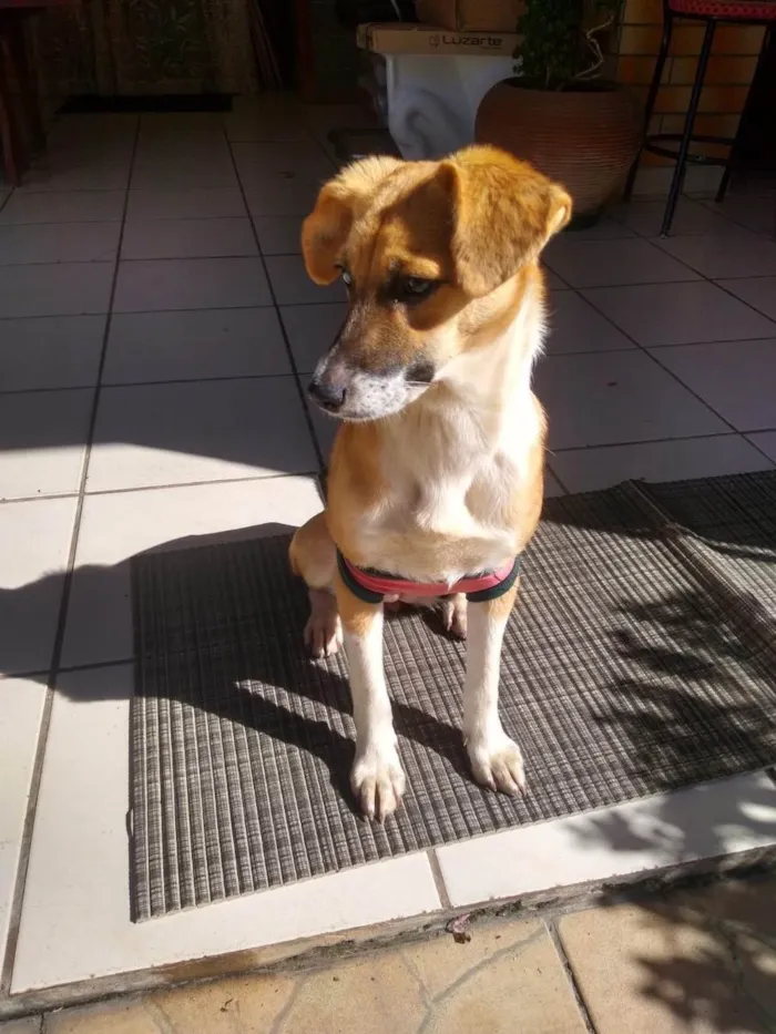 Cachorro ra a  idade 2 anos nome Não sei 