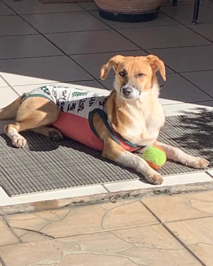 Cachorro ra a  idade 2 anos nome Não sei 