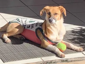 Cachorro raça  idade 2 anos nome Não sei 