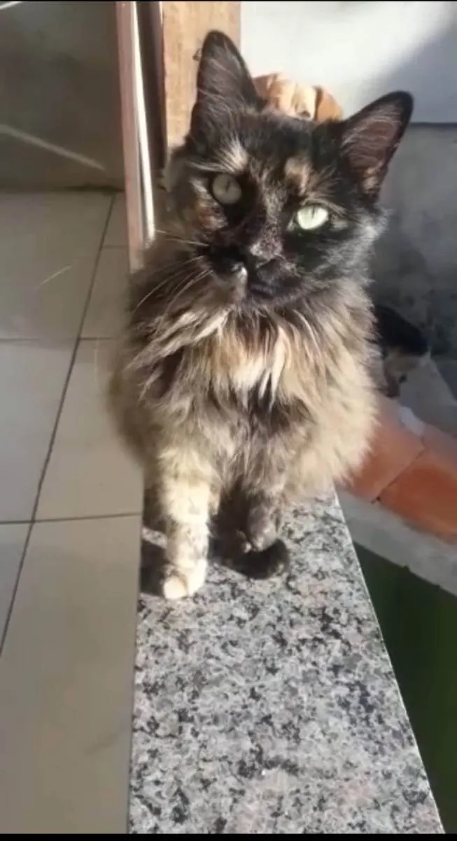 Gato ra a Sem definição, idade 2 anos nome Maggie