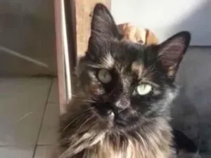 Gato raça Sem definição, idade 2 anos nome Maggie