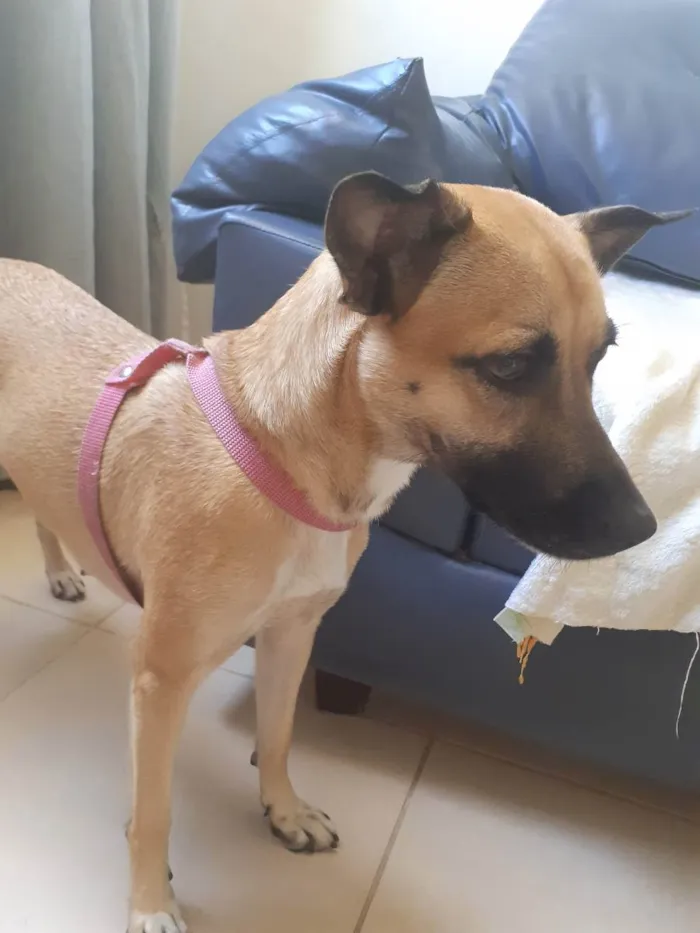 Cachorro ra a Vira lata  idade 2 a 6 meses nome Luna