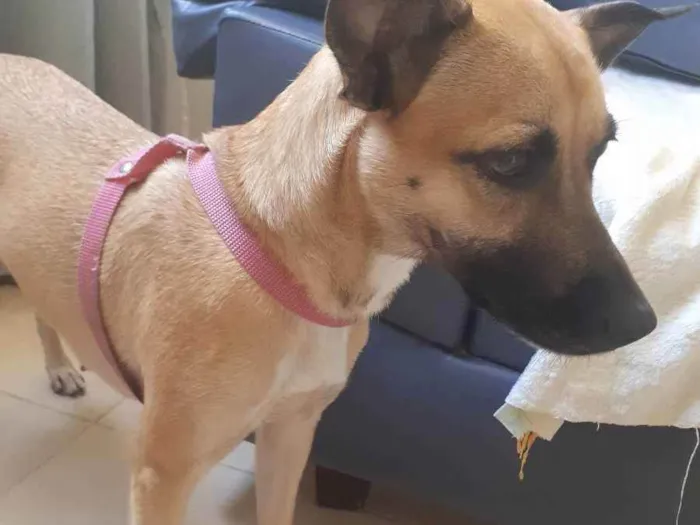 Cachorro ra a Vira lata  idade 2 a 6 meses nome Luna