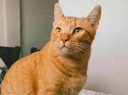 Gato raça INDEFINIDA idade 2 anos nome SNOPY