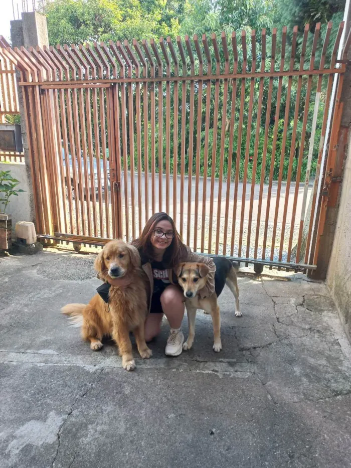 Cachorro ra a Golden retriver, vira-lata idade 5 anos nome Fred e Chico
