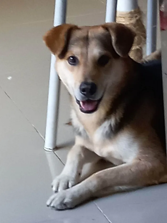 Cachorro ra a Golden retriver, vira-lata idade 5 anos nome Fred e Chico