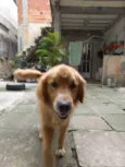 Fred e Chico