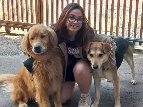 Cachorro ra a Golden retriver, vira-lata idade 5 anos nome Fred e Chico