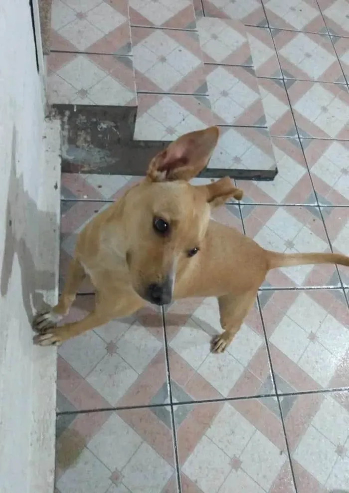 Cachorro ra a Vira lata idade 1 ano nome Maia