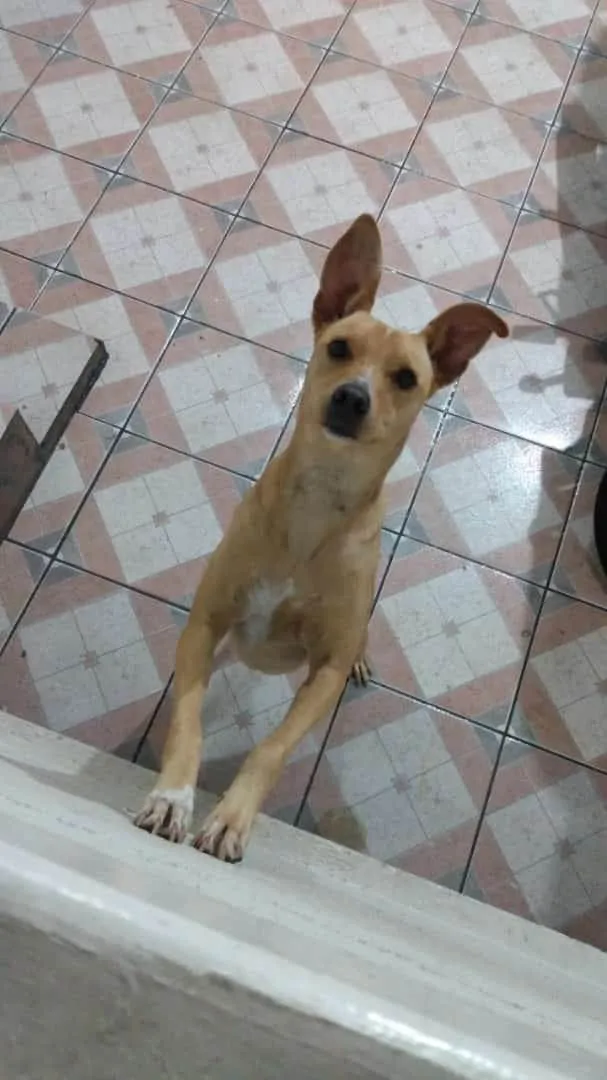 Cachorro ra a Vira lata idade 1 ano nome Maia