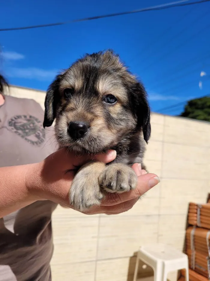 Cachorro ra a SRD idade 2 a 6 meses nome Sem nome