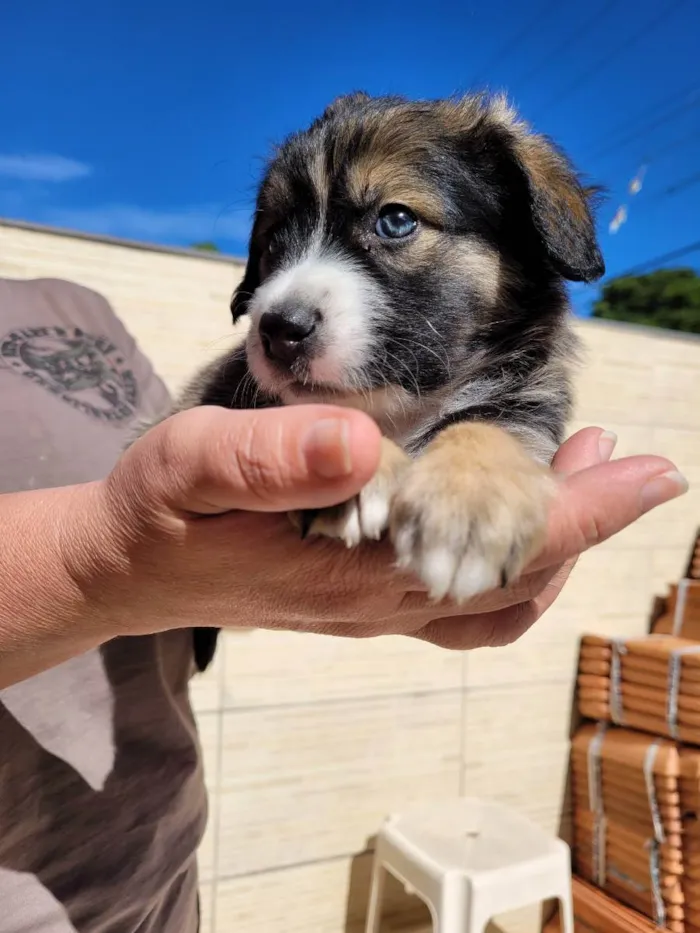 Cachorro ra a SRD idade 2 a 6 meses nome Sem nome