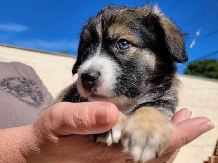 Cachorro ra a SRD idade 2 a 6 meses nome Sem nome