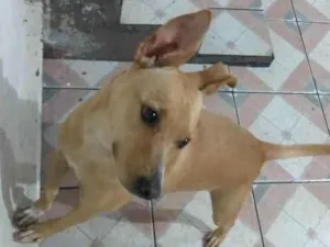 Cachorro raça Vira lata idade 1 ano nome Maia