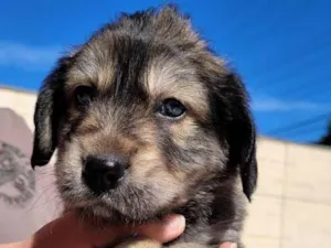 Cachorro raça SRD idade 2 a 6 meses nome Sem nome
