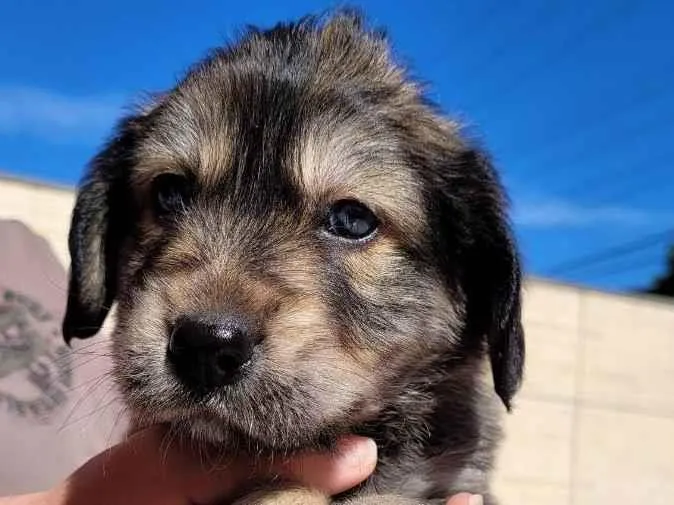Cachorro ra a SRD idade 2 a 6 meses nome Sem nome
