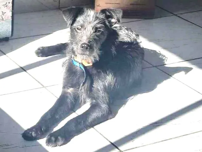 Cachorro ra a Vira lata  idade 2 a 6 meses nome Billy