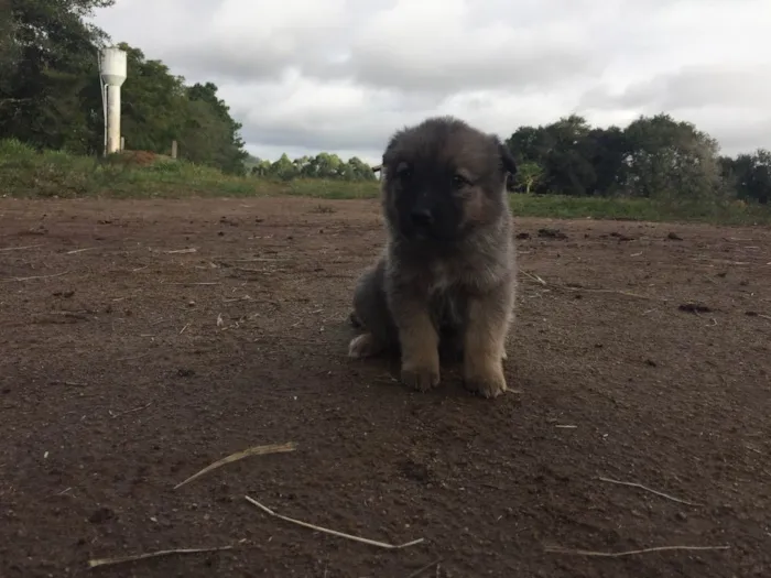 Cachorro ra a  idade Abaixo de 2 meses nome Sem nome 