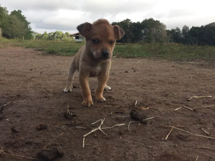 Cachorro ra a  idade Abaixo de 2 meses nome Sem nome 