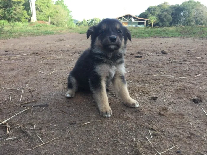 Cachorro ra a  idade Abaixo de 2 meses nome Sem nome 