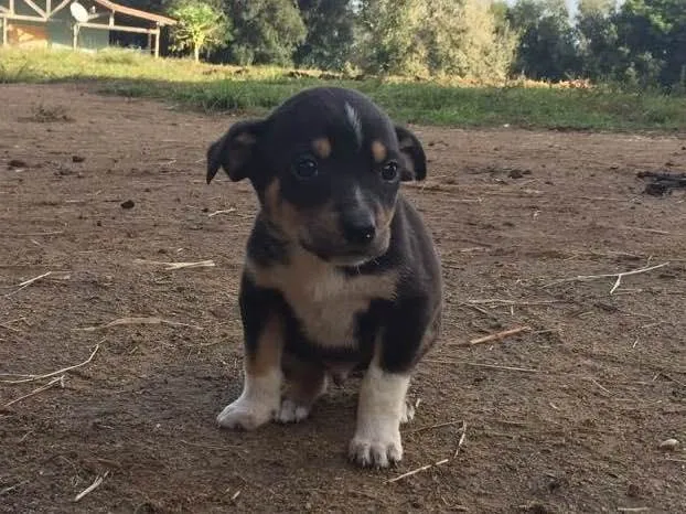 Cachorro ra a  idade Abaixo de 2 meses nome Sem nome 