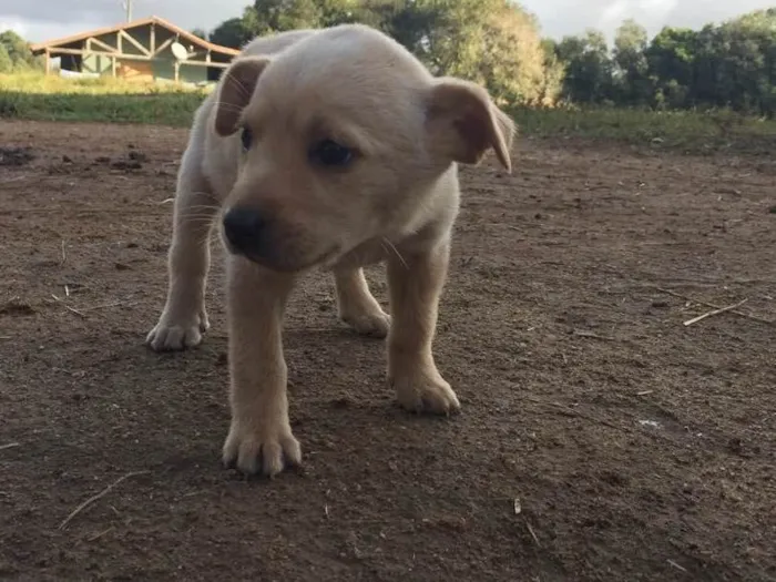 Cachorro ra a  idade Abaixo de 2 meses nome Sem nome 