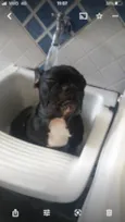 Cachorro raça Buldogue francês  idade 5 anos nome Stith e Lilo