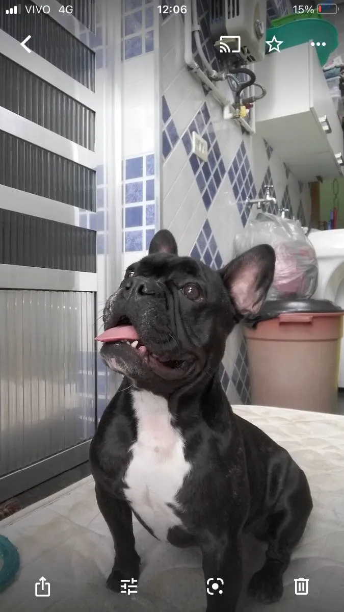 Cachorro raça Buldogue francês  idade 5 anos nome Stith e Lilo