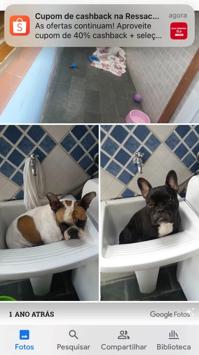 Cachorro raça Buldogue francês  idade 5 anos nome Stith e Lilo