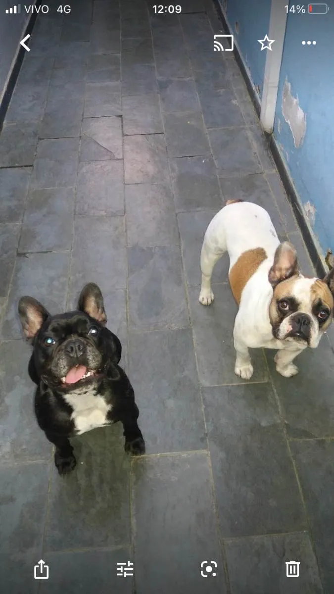 Cachorro raça Buldogue francês  idade 5 anos nome Stith e Lilo