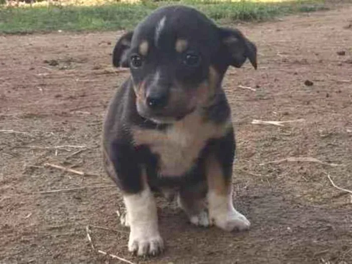 Cachorro ra a  idade Abaixo de 2 meses nome Sem nome 