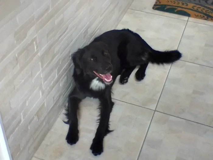 Cachorro ra a Sem raça definida idade 2 anos nome Scooby