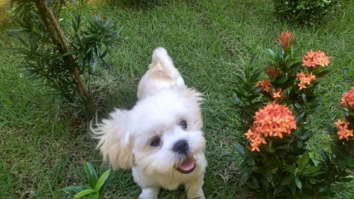 Cachorro ra a Lhasa Apso idade 2 anos nome Chubby