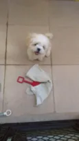 Chubby