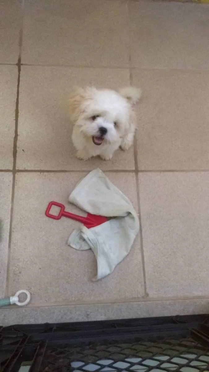 Cachorro ra a Lhasa Apso idade 2 anos nome Chubby