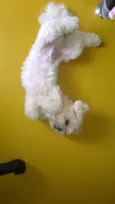 Chubby