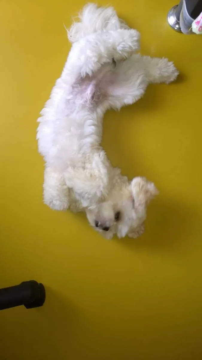 Cachorro ra a Lhasa Apso idade 2 anos nome Chubby