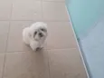 Chubby
