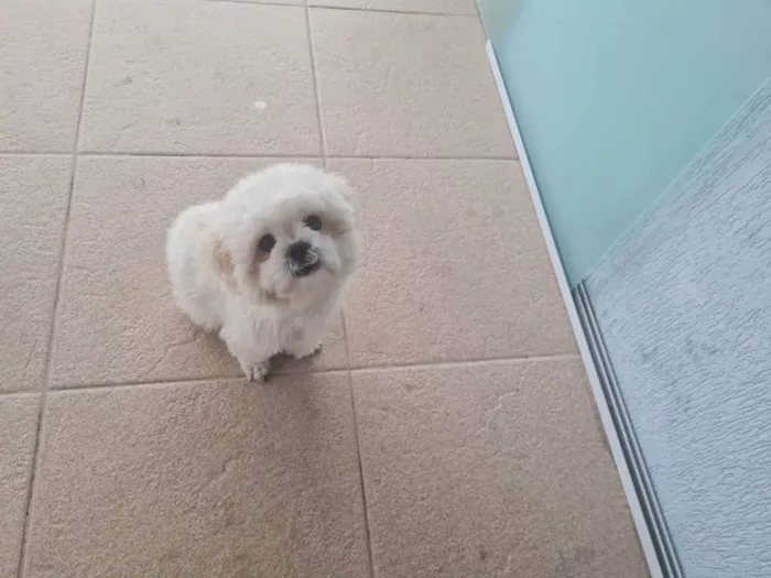 Cachorro ra a Lhasa Apso idade 2 anos nome Chubby