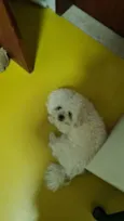 Chubby