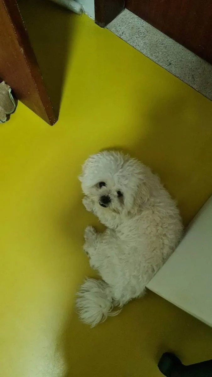 Cachorro ra a Lhasa Apso idade 2 anos nome Chubby