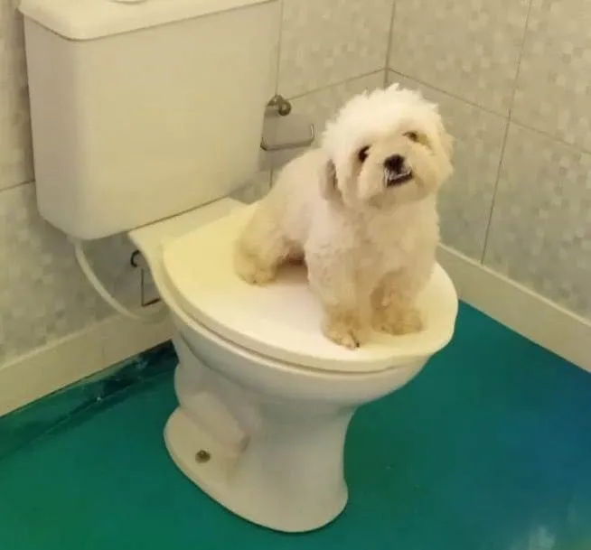 Cachorro ra a Lhasa Apso idade 2 anos nome Chubby