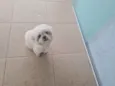 Chubby