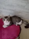 nina